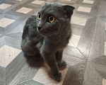 Кошки в Москве: Кошка Боня ищет новый дом Девочка, Бесплатно - фото 1