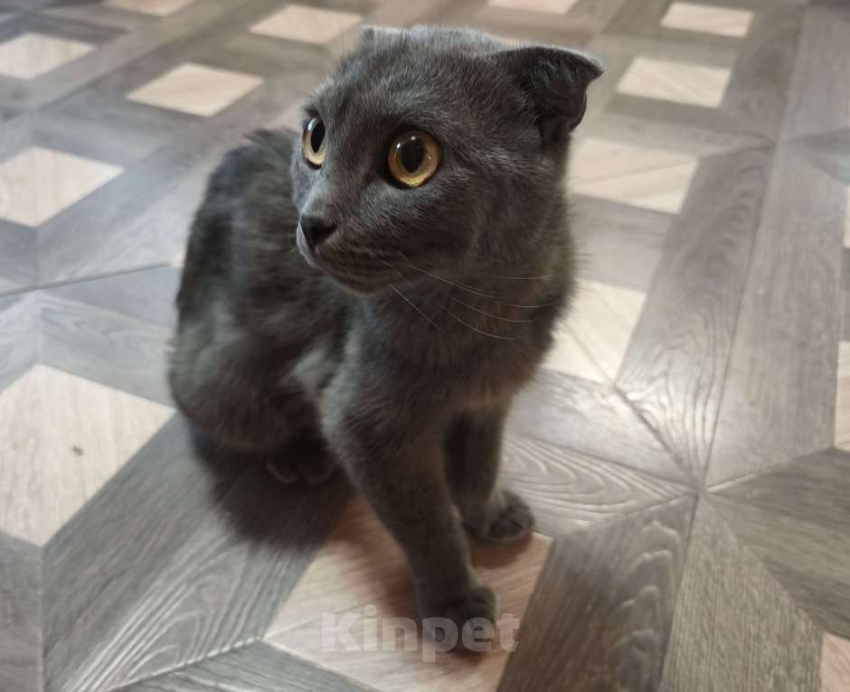 Кошки в Москве: Кошка Боня ищет новый дом Девочка, Бесплатно - фото 1