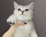 Кошки в Москве: Шотландский прямоухий котенок Мальчик, 11 000 руб. - фото 2