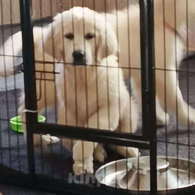 Собаки в Екатеринбурге: Девочка золотистый ретривер щенок Девочка, 70 000 руб. - фото 1