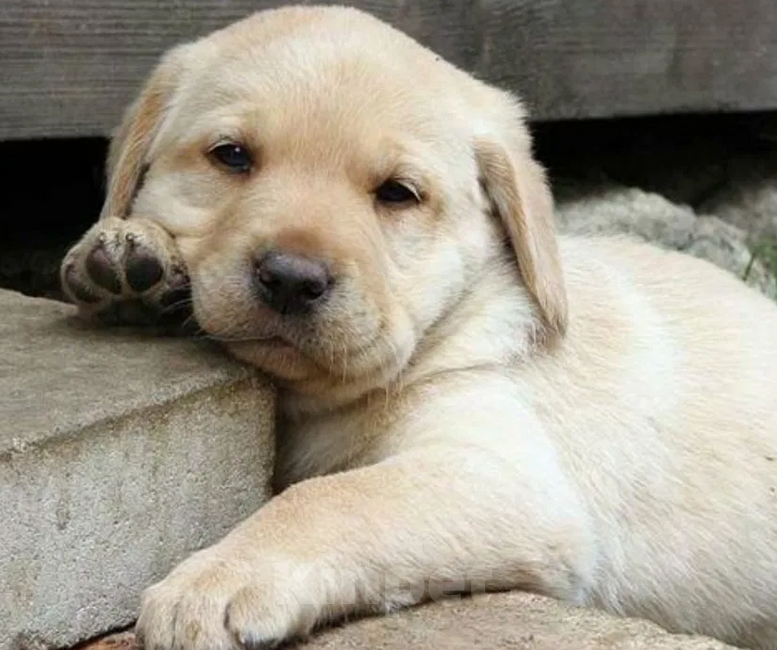 Собаки в Владимире: Щенки Лабрадора палевые  Мальчик, 21 000 руб. - фото 5