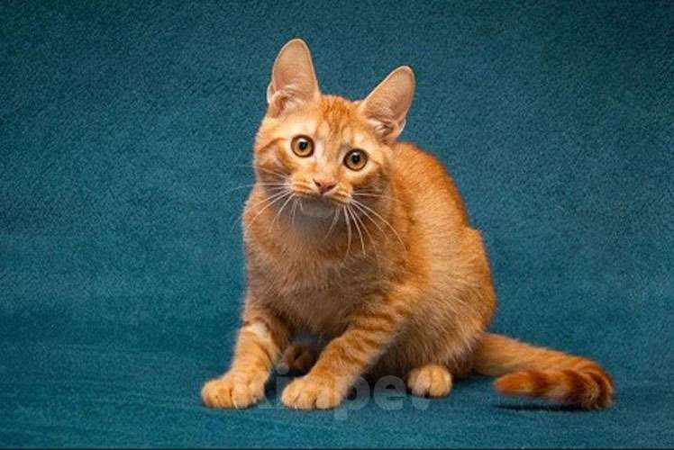 Кошки в Москве: Рыженькое солнышко Юна,чудесный ласковый котенок в добрые руки Девочка, 10 руб. - фото 7