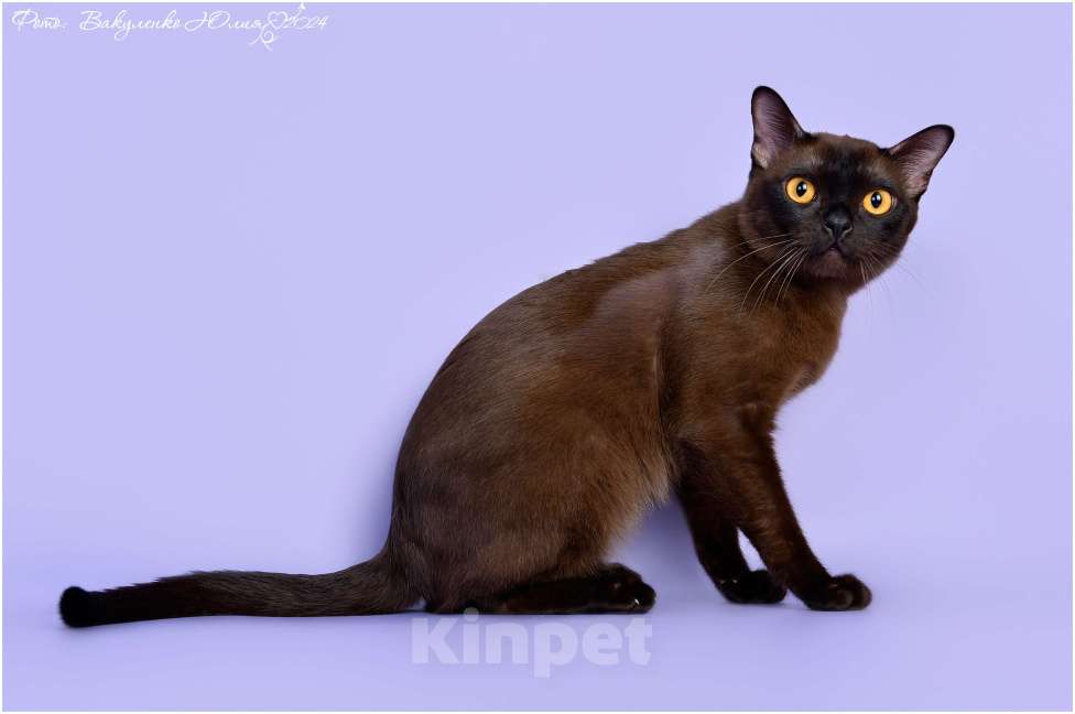 Кошки в Ростове-на-Дону: Американская Бурма котята Мальчик, Бесплатно - фото 10