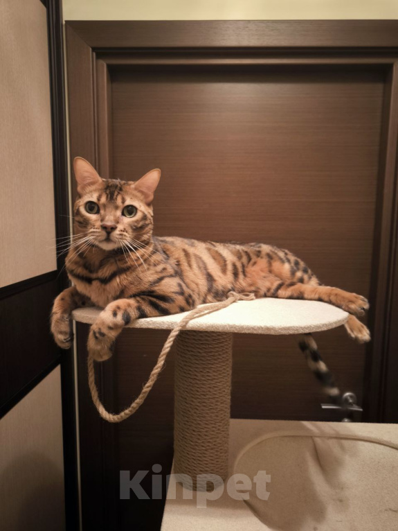 Кошки в Реутове: Отдам кота Томаса в хорошие руки Мальчик, Бесплатно - фото 1