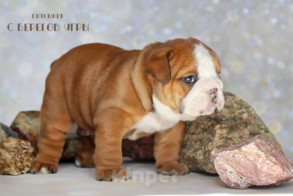 Собаки в Калуге: Английский бульдог мальчик Мальчик, 100 000 руб. - фото 3