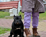 Собаки в Курске: Девочка булли черного окраса Девочка, 120 000 руб. - фото 3