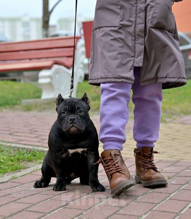 Собаки в Курске: Девочка булли черного окраса Девочка, 120 000 руб. - фото 3