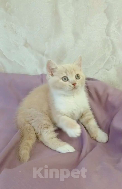 Кошки в Мурманске: Британский котенок кремовый неженка  Мальчик, 20 000 руб. - фото 1