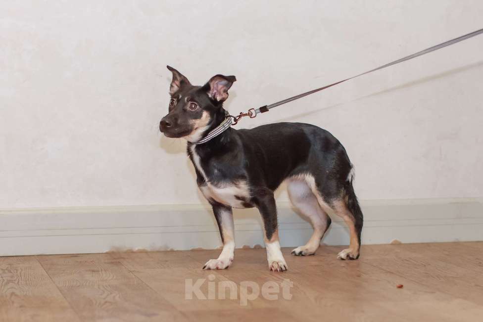 Собаки в Москве: Она смотрит на этот мир с высоты своих коротких лапок, но душа у неё большая и открытая Девочка, Бесплатно - фото 4