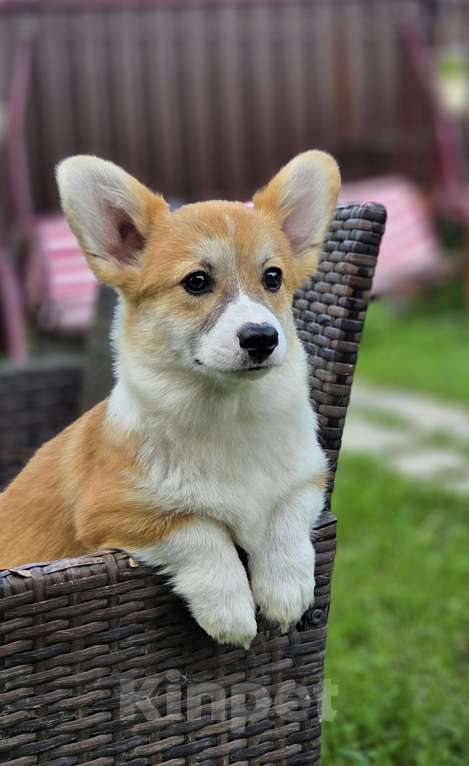 Собаки в Сергиеве Посаде: Мальчик Вельш Корги Пемброк 5 месяцев  Мальчик, 50 000 руб. - фото 3