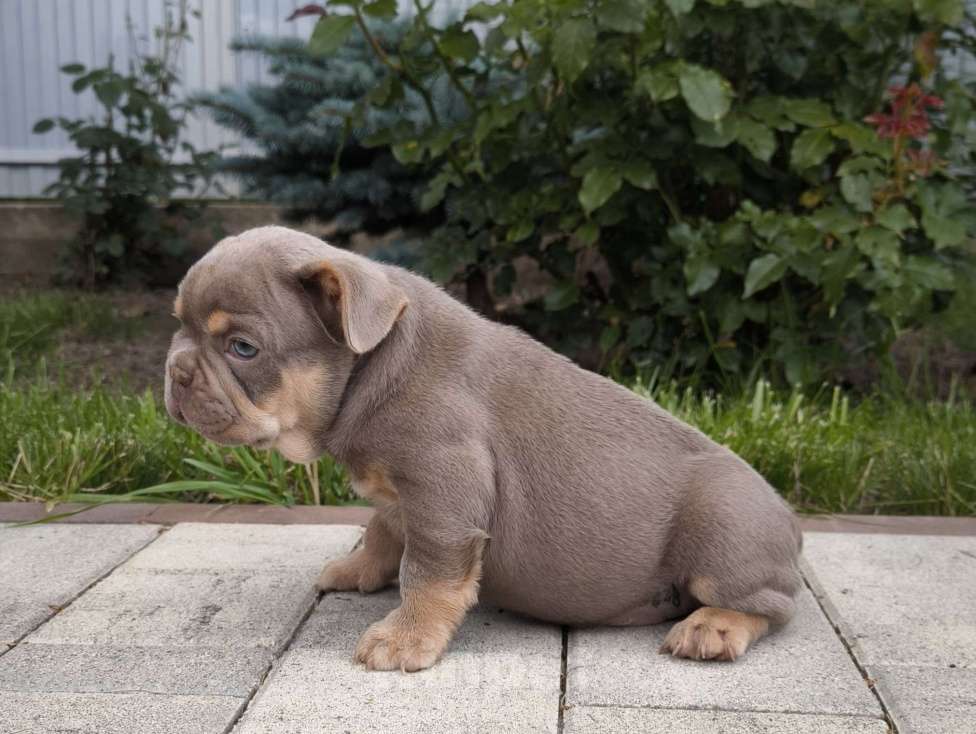 Собаки в Тимашевске: Мальчик и девочка - изабелла с подпалом. Мальчик, 70 000 руб. - фото 3