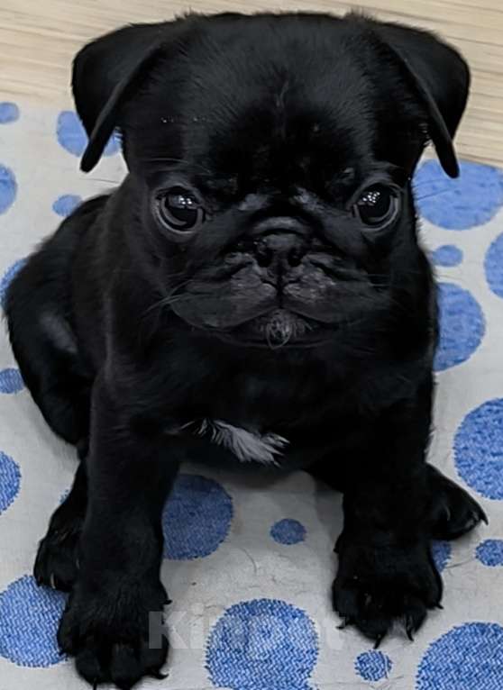 Собаки в Чите: Очаровательные щенки мопса Девочка, 45 000 руб. - фото 7