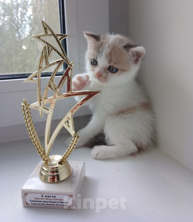 Кошки в Омске: Шотландская девочка Девочка, 10 000 руб. - фото 3