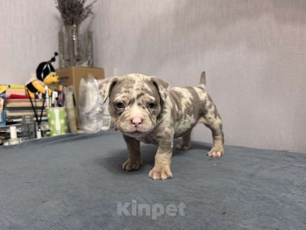 Собаки в Севастополе: Мраморная девочка Девочка, 130 руб. - фото 3