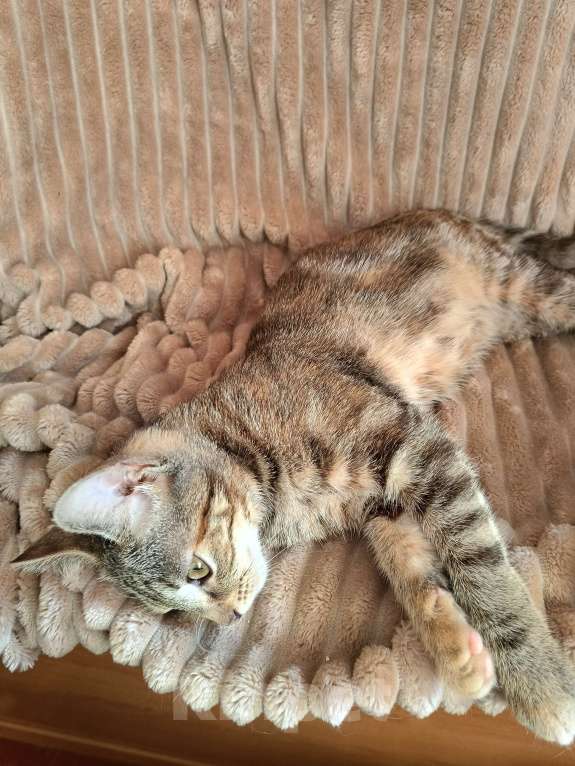 Кошки в Москве: Маленькое чудо ищет дом Девочка, Бесплатно - фото 2