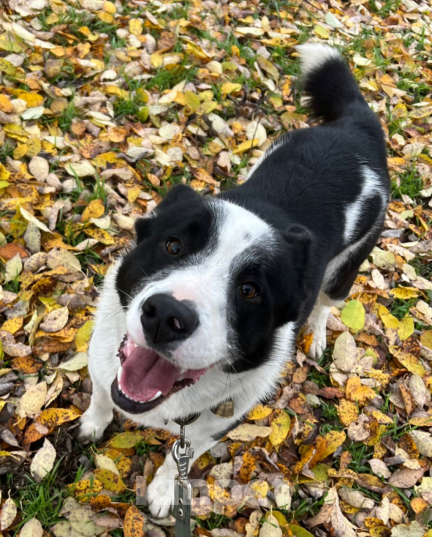 Собаки в других городах Московской области: Лучиано Мальчик, Бесплатно - фото 2