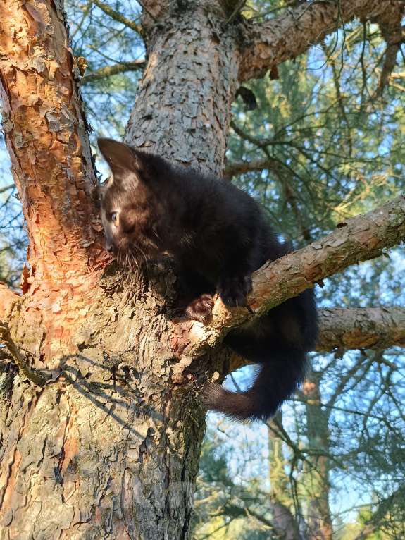 Кошки в других городах Ленинградской области: Чарльз бурый котенок Мальчик, Бесплатно - фото 5