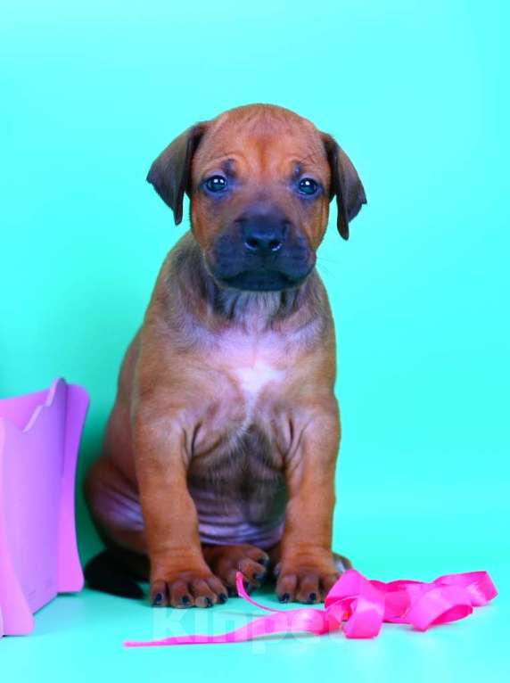 Собаки в Москве: Нежная девочка родезийского риджбека Девочка, 30 000 руб. - фото 4