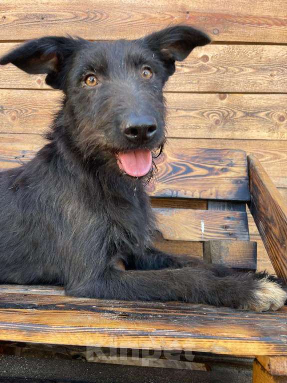 Собаки в Владимире: Собака бесплатно Девочка, Бесплатно - фото 5