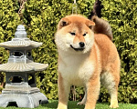 Собаки в Москве: Сиба-ину мальчик щенок Мальчик, 50 000 руб. - фото 2
