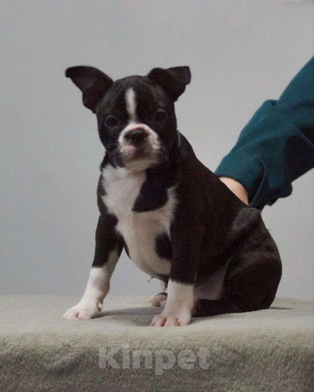 Собаки в Омске: Девочка бостон терьер Девочка, 80 000 руб. - фото 1