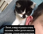 Кошки в Новокузнецке: Лилит Девочка, Бесплатно - фото 1