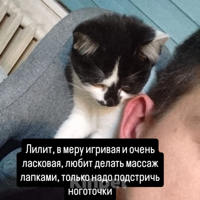 Кошки в Новокузнецке: Лилит Девочка, Бесплатно - фото 1