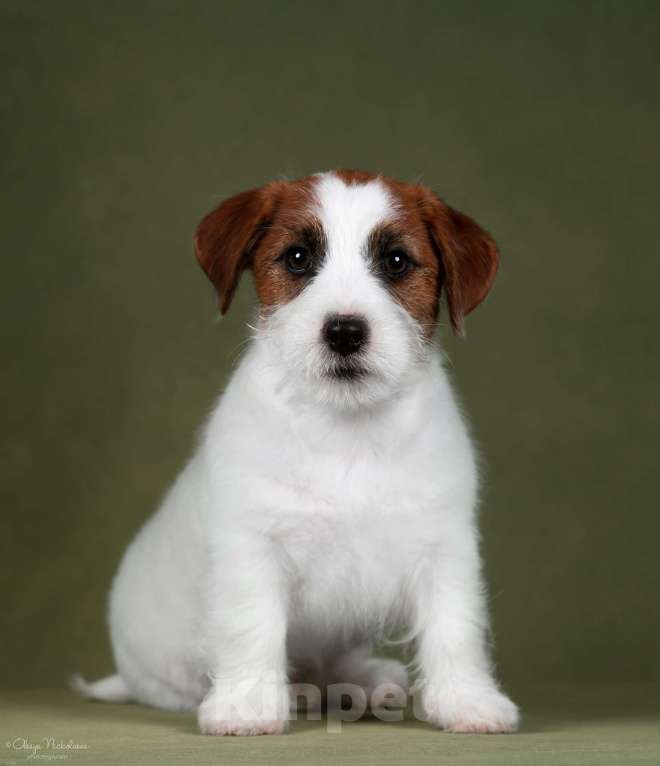 Собаки в Санкт-Петербурге: Марлекс Солар Найджел  Мальчик, 80 000 руб. - фото 4