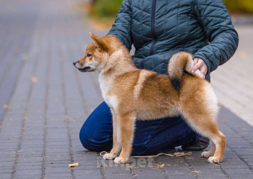 Собаки в Москве: Рыжая сибочка девочка Девочка, 50 000 руб. - фото 2