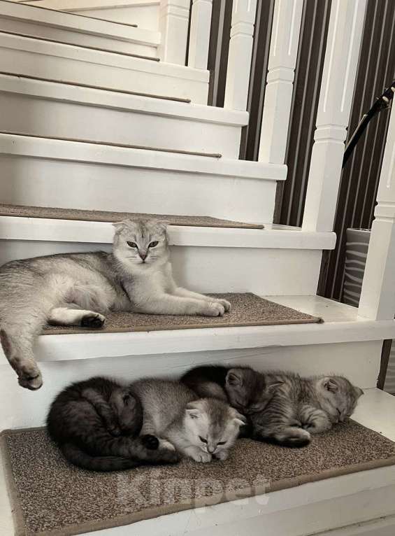 Кошки в Москве: милейшая девочка ищет семью  Девочка, 15 000 руб. - фото 2