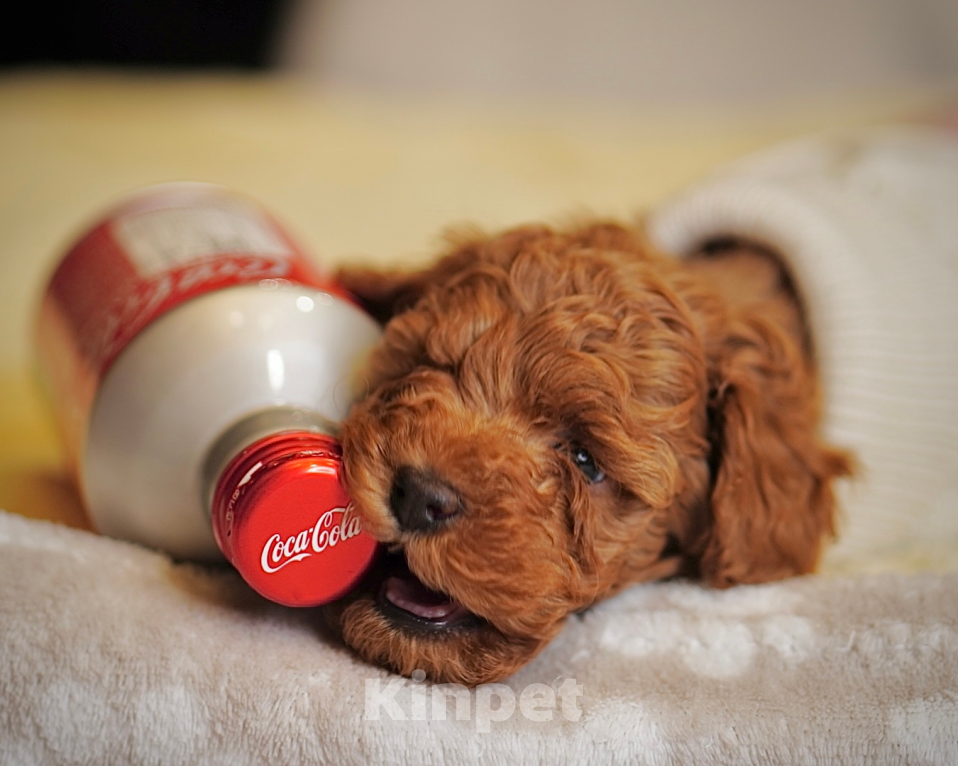 Собаки в Санкт-Петербурге: Щенки пуделя той/миниатюр  Девочка, Бесплатно - фото 6