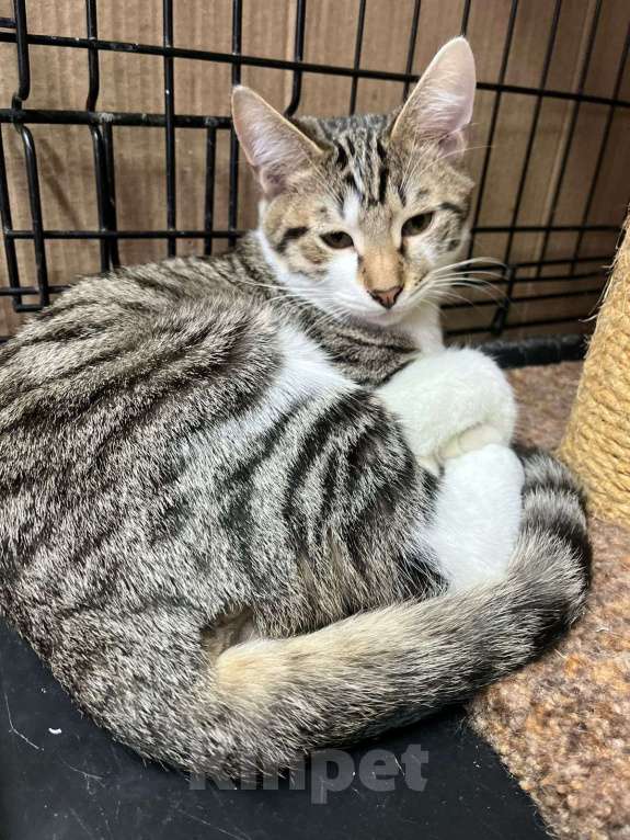 Кошки в Москве: Когтистый сердцелов Мальчик, Бесплатно - фото 4