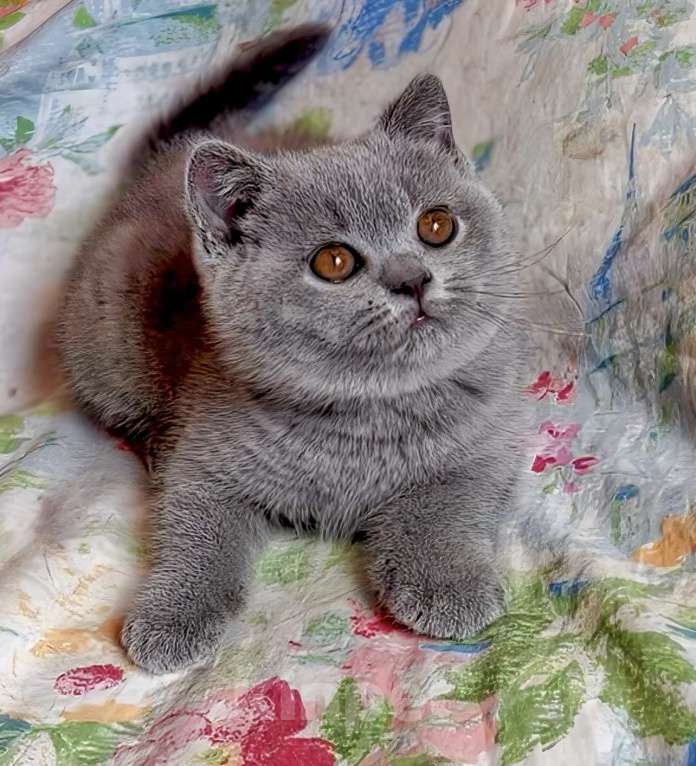Кошки в Москве: Британские к/ш котята Разнополые, Бесплатно - фото 10