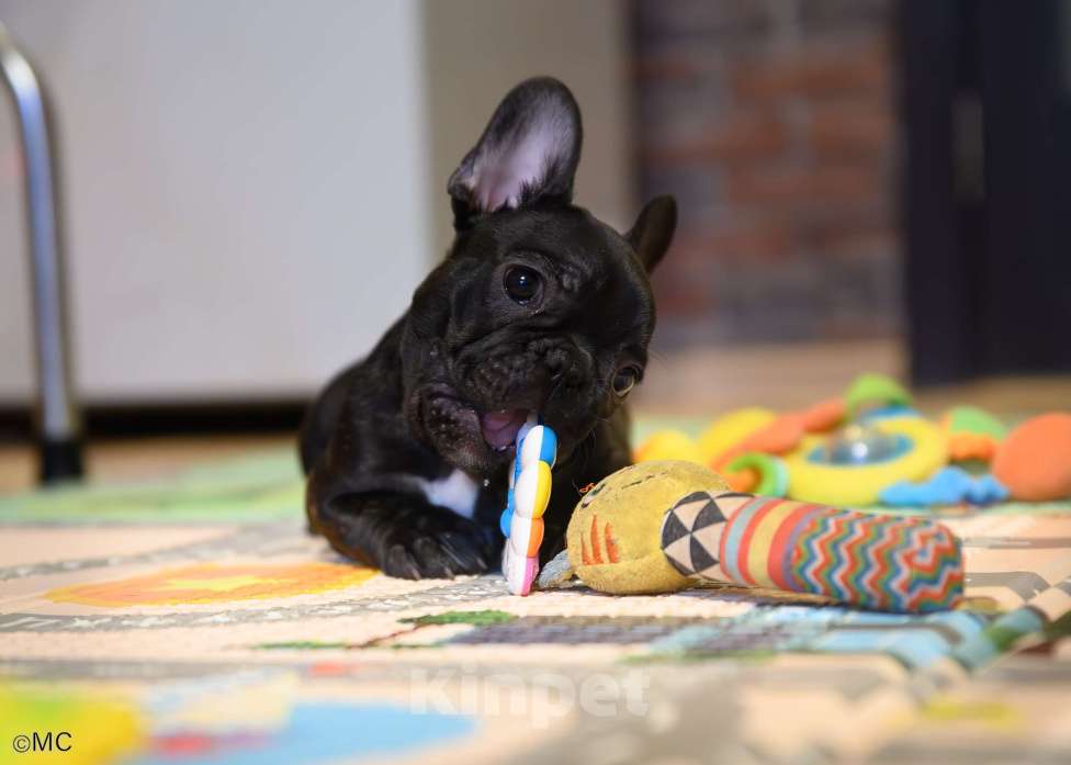 Собаки в Щелково: Очаровательный пацанчик французского бульдога  Мальчик, Бесплатно - фото 3