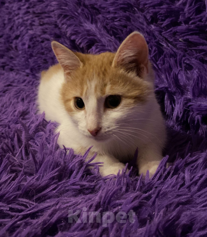 Кошки в Москве: Диана, 3 месяца, в добрые руки Девочка, Бесплатно - фото 4