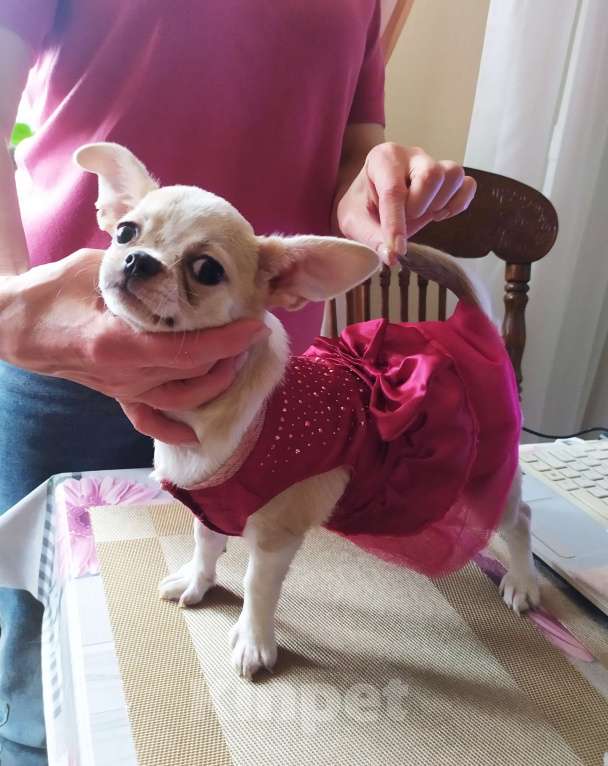 Собаки в Москве: Красивая няшная девочка чихуахуа  Девочка, 60 000 руб. - фото 6