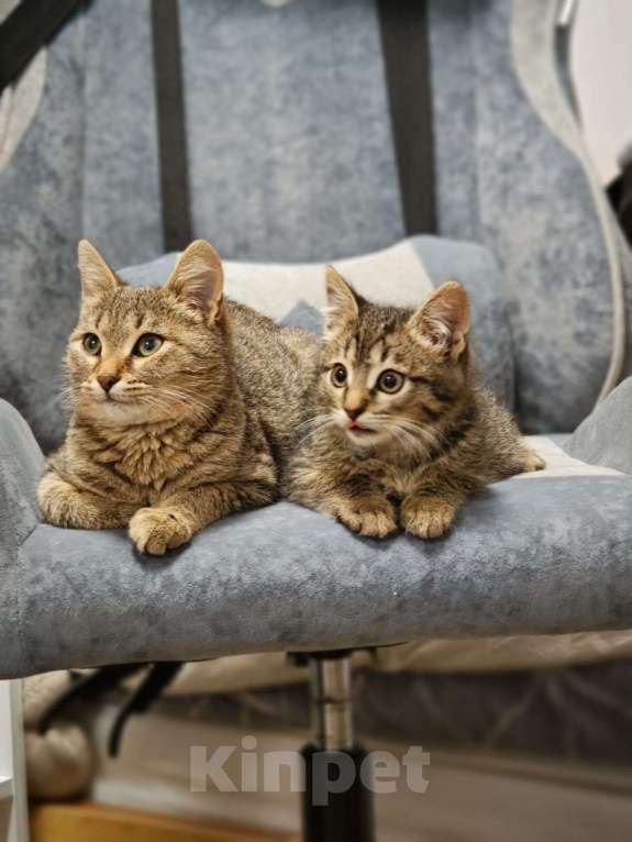 Кошки в Красногорске: Котенок Тигран 1,5 месяца в добрые руки  Мальчик, Бесплатно - фото 4