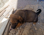 Собаки в Бахчисарае: Шарик Мальчик, Бесплатно - фото 1