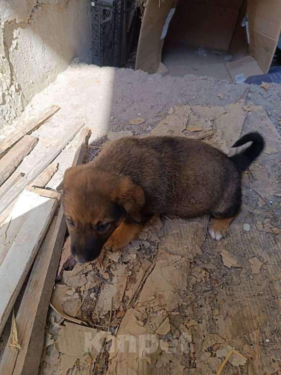 Собаки в Бахчисарае: Шарик Мальчик, Бесплатно - фото 1