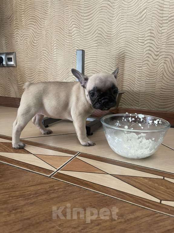 Собаки в Москве: Продаются щенки французкого бульдога Мальчик, 50 руб. - фото 2