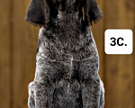 Собаки в Краснодаре: Продаётся дратхаар щенок сука2. Девочка, 45 000 руб. - фото 2