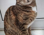 Кошки в Москве: Кошка Яшка в добрые руки.  Девочка, Бесплатно - фото 4