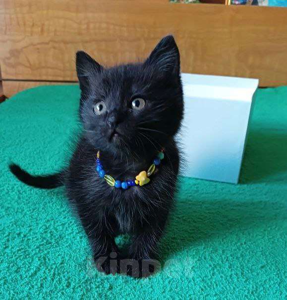 Кошки в Липецке: Милые, ласковые котята ищут дом Девочка, Бесплатно - фото 8