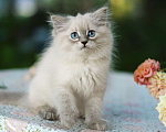 Кошки в Санкт-Петербурге: невские маскарадные котята девочки Девочка, Бесплатно - фото 9