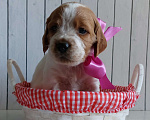 Собаки в Амурске: Продам щенков бретонского эпаньоля, 40 000 руб. - фото 2