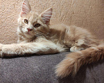 Кошки в Ленинске: Мейн Кун котята, 15 000 руб. - фото 2