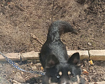 Собаки в других городах Волгоградской области: Немечкая овчарка-хаска Девочка, Бесплатно - фото 5