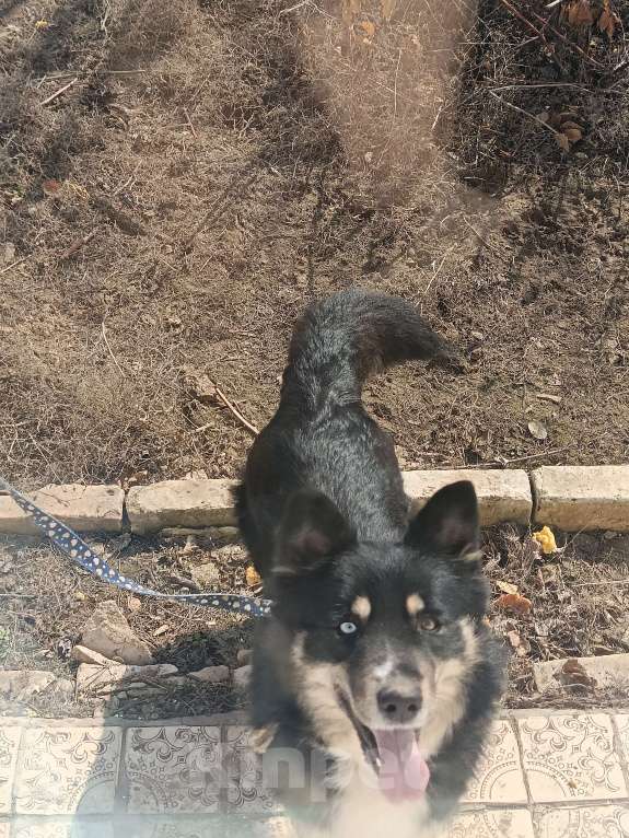 Собаки в других городах Волгоградской области: Немечкая овчарка-хаска Девочка, Бесплатно - фото 5