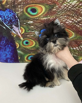 Чёрный йорк стандарт девочка бэби фейс