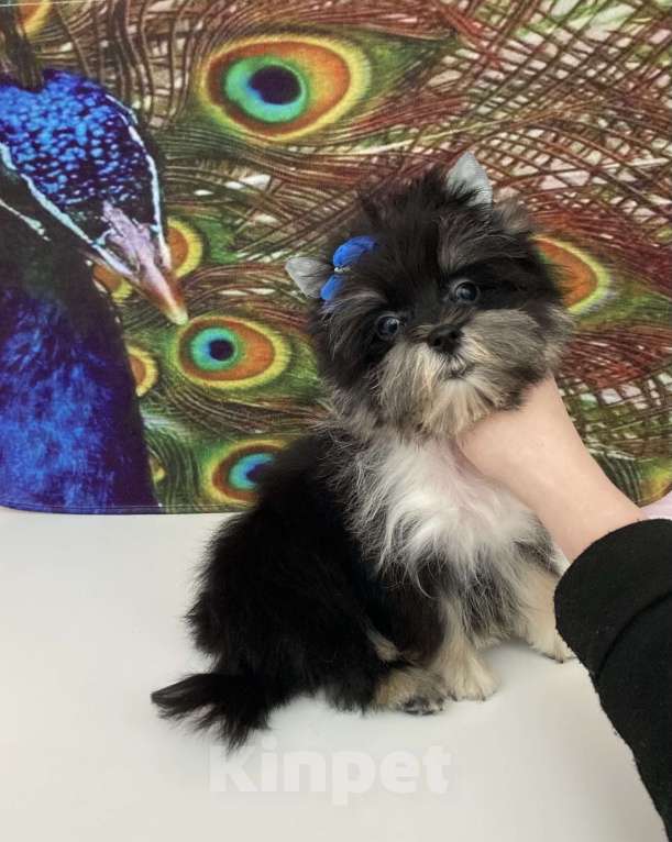 Собаки в Москве: Чёрный йорк стандарт девочка бэби фейс Девочка, 70 000 руб. - фото 1